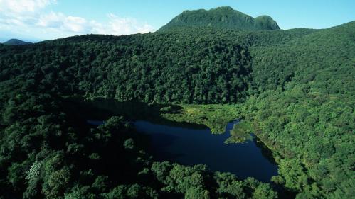 En Guadeloupe, 15% des espèces animales sont menacées d'extinction