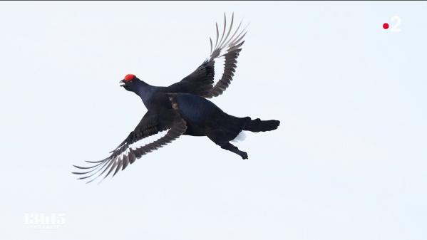 VIDEO. Haute-Savoie : le tétras lyre en voie d'extinction dans l'objectif de la jeune star de la photographie animalière Jérémie Villet