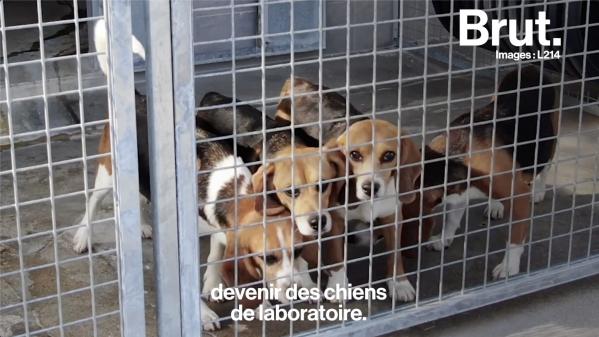 VIDEO. En France, des élevages de chiens beagles destinés aux laboratoires