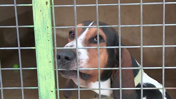 SPA : les abandons d'animaux sont en hausse