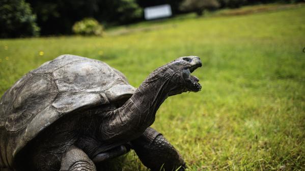 A 190 ans, Jonathan la tortue géante bat le record du plus vieil animal terrestre vivant