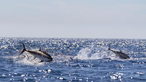 Biodiversité : comment le thon rouge, autrefois classé espèce en danger, a retrouvé la pêche