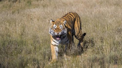 Afrique du Sud : les tigres menacés par l'élevage pour le commerce vers l'étranger