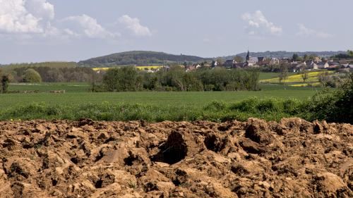 Il y a cinq millions d'algues terrestres dans...chaque gramme du sol et c'est une bonne nouvelle