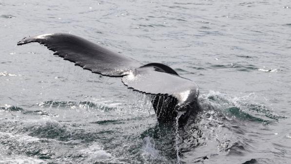 L'Islande compte cesser la chasse à la baleine à partir de 2024