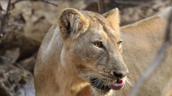 Inde : à la découverte des derniers lions d'Asie