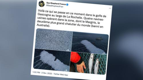 Milliers de poissons relâchés au large de La Rochelle : le navire Margiris reconnaît un incident de pêche