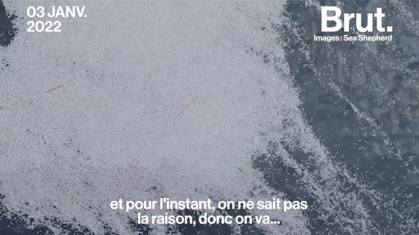 VIDEO. Milliers de poissons morts au large de La Rochelle : Sea Shepherd revient sur ce désastre écologique