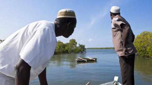 Le Mozambique veut reboiser ses mangroves pour protéger ses côtes