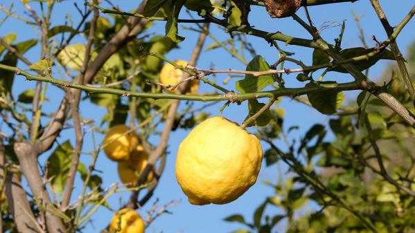 Le citron de Menton, un agrume d'exception