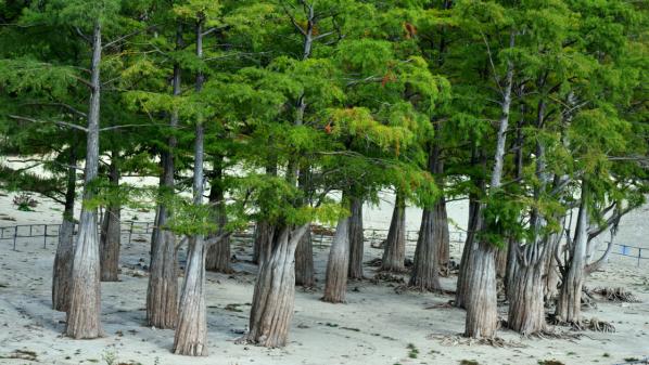 Quand les stries des arbres racontent les aléas climatiques