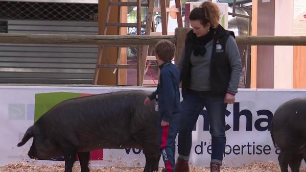 Salon de l'Agriculture : l'heure des retrouvailles pour les éleveurs