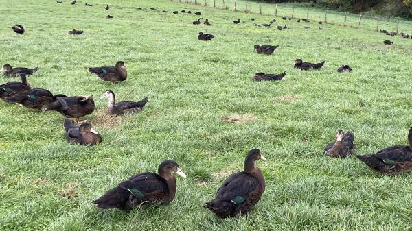 Grippe aviaire : 1 300 canards abattus préventivement dans les Deux-Sèvres