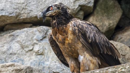 Un couple de gypaètes barbus pond dans le Vercors, du jamais vu depuis un siècle dans la nature