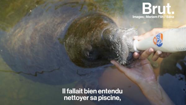 VIDEO. Cette vétérinaire raconte les sauvetages d'animaux qui l'ont marquée