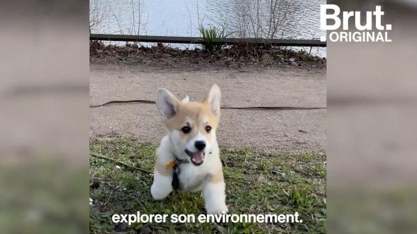 VIDEO. Six conseils pour éduquer correctement son chien