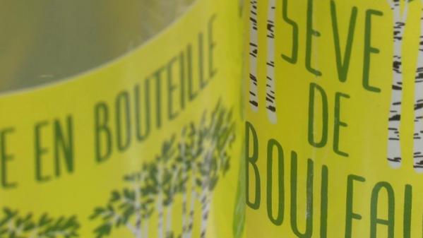 Bien-être : les nombreuses vertus de la sève de bouleau