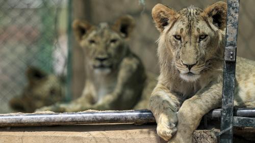 Soudan : des bénévoles viennent au secours des lions abandonnés dans les zoos