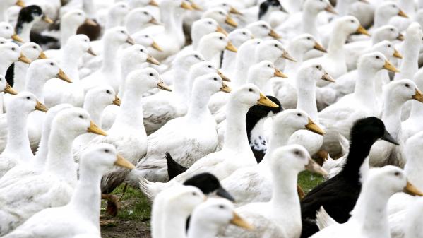 Grippe aviaire : 10 millions de volailles abattues en France depuis le début de l'épizootie