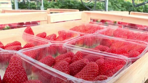 Agriculture : le label rouge a la cote chez les fraises