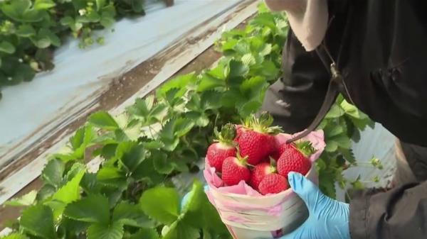 Agriculture : la récolte des fraises débute