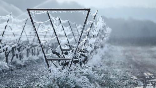 Gel : l'inquiétude des agriculteurs avant le retour des températures glaciales en fin de semaine