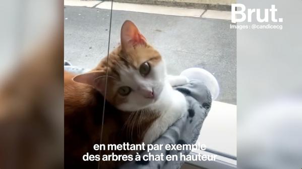 VIDEO. Les questions à se poser avant l'adoption d'un animal