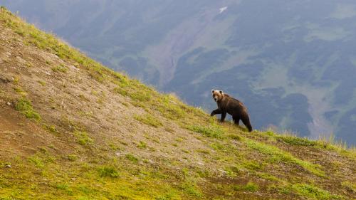 Le nombre d'ours dans les Pyrénées a de nouveau augmenté en 2021