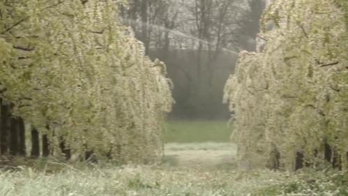 VIDEO. Vague de froid : dans le Tarn-et-Garonne, un arboriculteur perd 90% de sa récolte