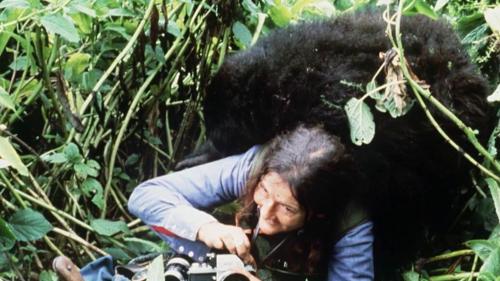 Sciences : Dian Fossey, une pionnière dans l'étude des gorilles