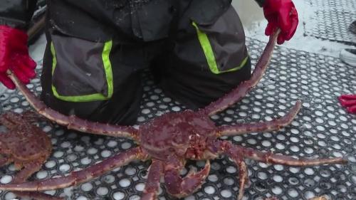 En Norvège, le crabe royal prolifère et attire pêcheurs et touristes