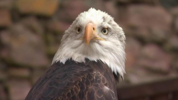 Moselle : à la découverte de la Volerie des aigles