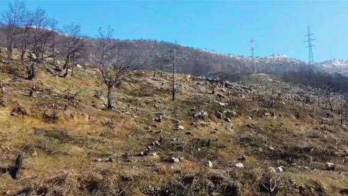 Liban : les forêts du pays brûlent, victimes de pillage