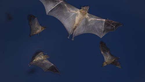 Les chauves-souris supportent mal la lumière des villes