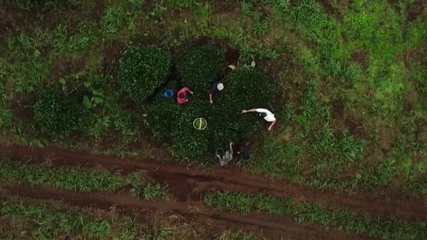 La Réunion : à Saint-Joseph, un producteur redonne vie à la culture du thé