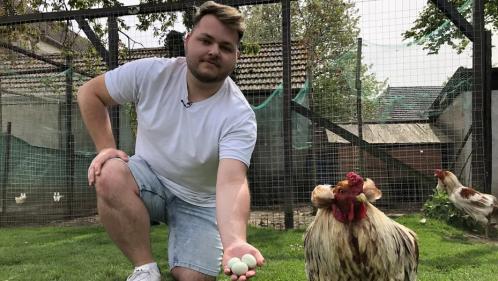 Dans l'Oise, un professeur élève des poules qui pondent des oeufs bleus