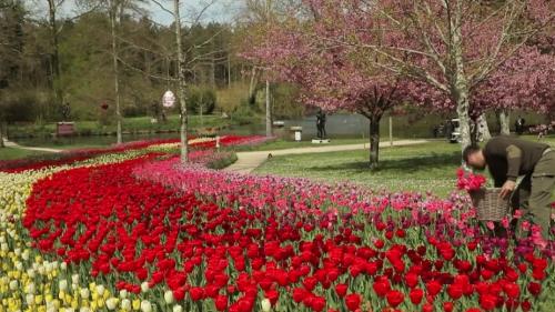 Le château de Cheverny met la tulipe à l'honneur