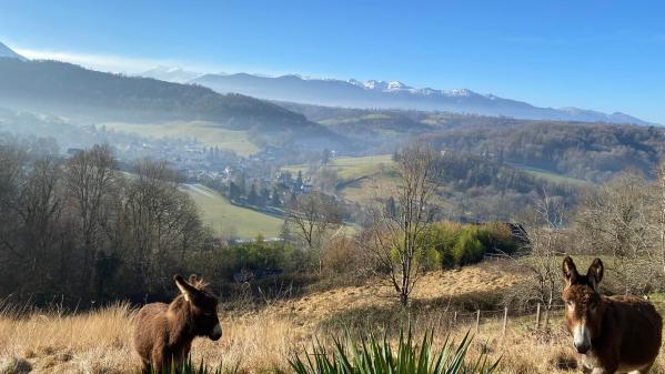 Les tondeuses sur pattes du Béarn