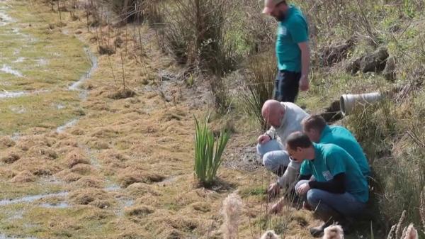 Algues, crabes, perruches : ces espèces exotiques trop envahissantes mettent la biodiversité en danger