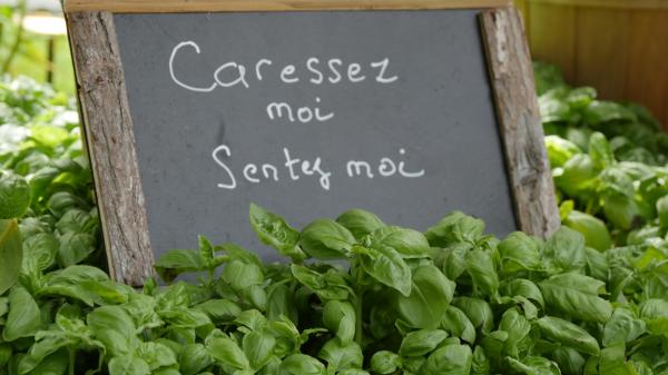 Avec les basilics, faites le plein de saveurs et de couleurs