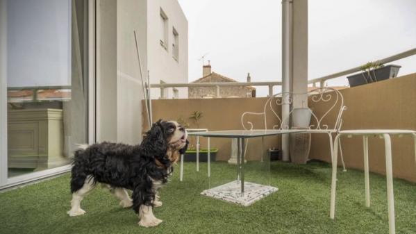 Marseille : des animaux abandonnés se glissent sur les photos d'une agence immobilière