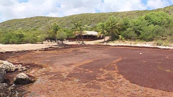 Guadeloupe : les sargasses exaspèrent les habitants et les touristes