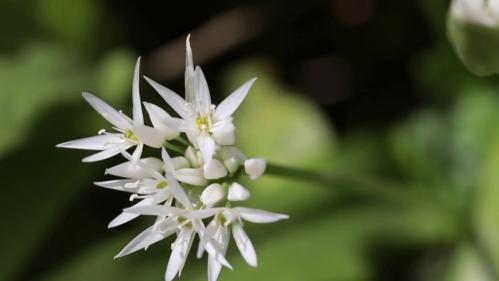 Alsace : l'heure de la cueillette de l'ail des ours, saveur secrète des sous-bois