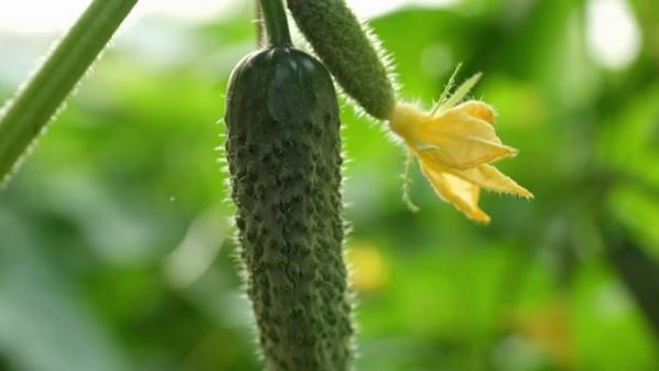 Alimentation : l'Inde, le nouvel Eldorado du cornichon