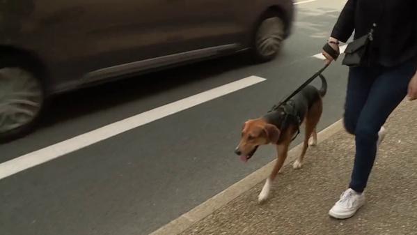 Dordogne : la ville de Bergerac veut en finir avec les déjections canines