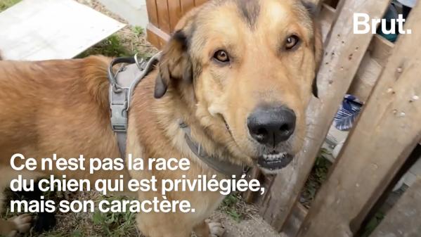 VIDEO. Des chiens pour aider les personnes diabétiques