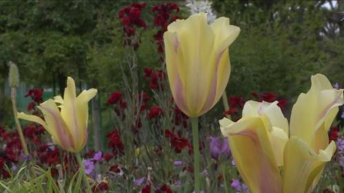 Tourisme : les jardins de Giverny, inspiration de Claude Monet, retrouvent des visiteurs