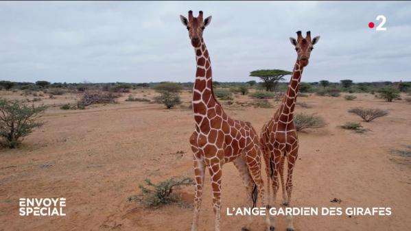 VIDEO. L'ange gardien des girafes