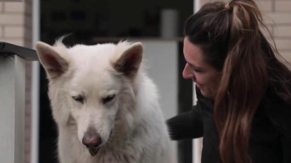 Éducateurs canins : un secteur aux méthodes et aux tarifs très différents