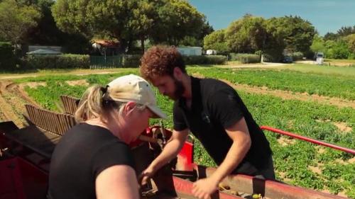 Alimentation : la pleine récolte des pommes de terres AOP de l'Île de Ré